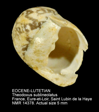 EOCENE-LUTETIAN Theodoxus sublineolatus.jpg - EOCENE-LUTETIANTheodoxus sublineolatus(d'Orbigny,1850)